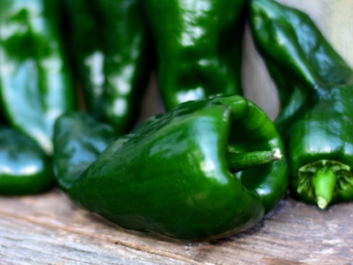 Chile Poblano
