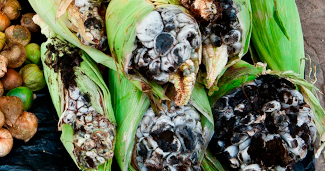 Huitlacoche
